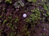 Trichophaea woolhopeia image