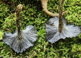 Pseudocraterellus calyculus image