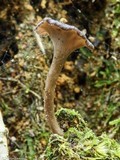Pseudocraterellus calyculus image