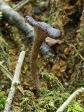 Pseudocraterellus calyculus image
