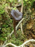 Pseudocraterellus calyculus image