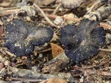 Pseudocraterellus calyculus image