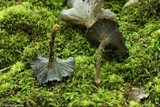 Pseudocraterellus calyculus image