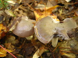 Hygrocybe lacmus image
