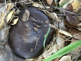 Entoloma ferruginans image