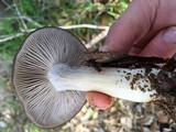 Entoloma ferruginans image