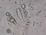 Pseudocraterellus calyculus image