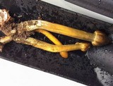 Tolypocladium longisegmentatum image