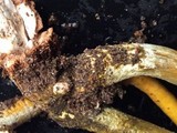 Tolypocladium longisegmentatum image