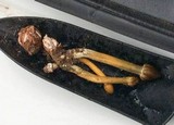 Tolypocladium longisegmentatum image