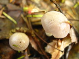 Hygrocybe lacmus image