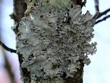 Parmotrema austrosinense image