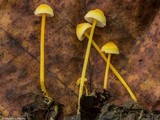Mycena crocea image