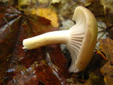 Hygrocybe lacmus image