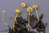 Mycena crocea image