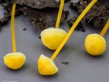 Mycena crocea image