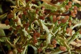 Cladonia multiformis image
