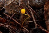 Mycena oregonensis image