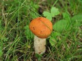 Leccinum aurantiacum image