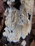 Byssomerulius corium image
