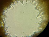 Fuscoporia ferrea image