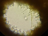 Fuscoporia ferrea image