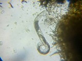 Fuscoporia ferrea image