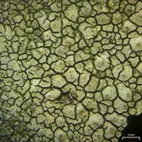 Endocarpon diffractellum image