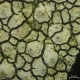 Endocarpon diffractellum image