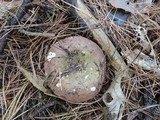Russula graveolens image