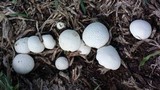 Lycoperdon pratense image