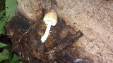 Coprinellus radians image