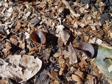 Plicaria endocarpoides image