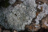 Lecanora muralis image