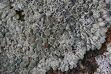 Lecanora muralis image