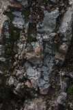 Lecanora muralis image