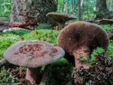 Hydnellum concrescens image