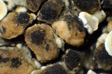 Lecanora muralis image