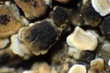 Lecanora muralis image