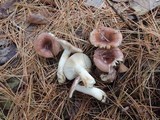 Russula puellaris image