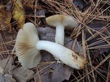 Russula puellaris image