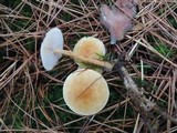 Cystoderma amianthinum image