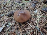 Suillus luteus image