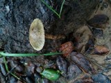 Protostropharia semiglobata image
