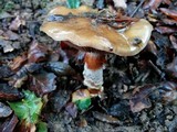 Cortinarius glutinosoarmillatus image