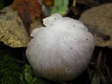 Cortinarius alboviolaceus image