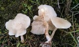 Clitocybe fragrans image