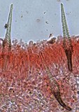 Hohenbuehelia grisea image