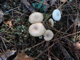Clitocybe fragrans image