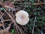 Clitocybe fragrans image